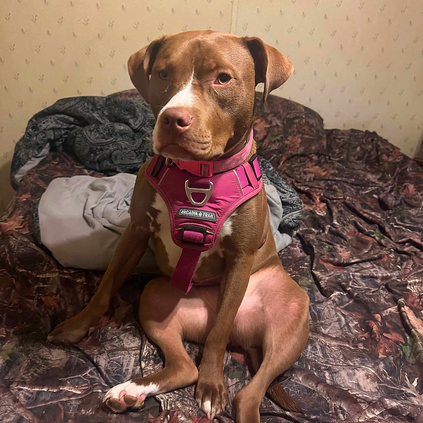 Coco joined the competition — help win amazing prizes! animal, bed, blanket, brown_dog, camouflage_pattern, canine, cute, dog, domestic_animal, expression, fur, household, indoor, looking_away, mammal, paw, pet, pink_harness, sitting, wallpaper