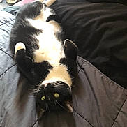 Wednesday is registered to the contest to win money with this photo: cat, black_and_white, bed, quilted_bedspread, indoor, pet, feline, relaxed, lying_down, curious, green_eyes, whiskers, fur, cozy, sleepy, domestic_animal, household, comfort, resting, mammal