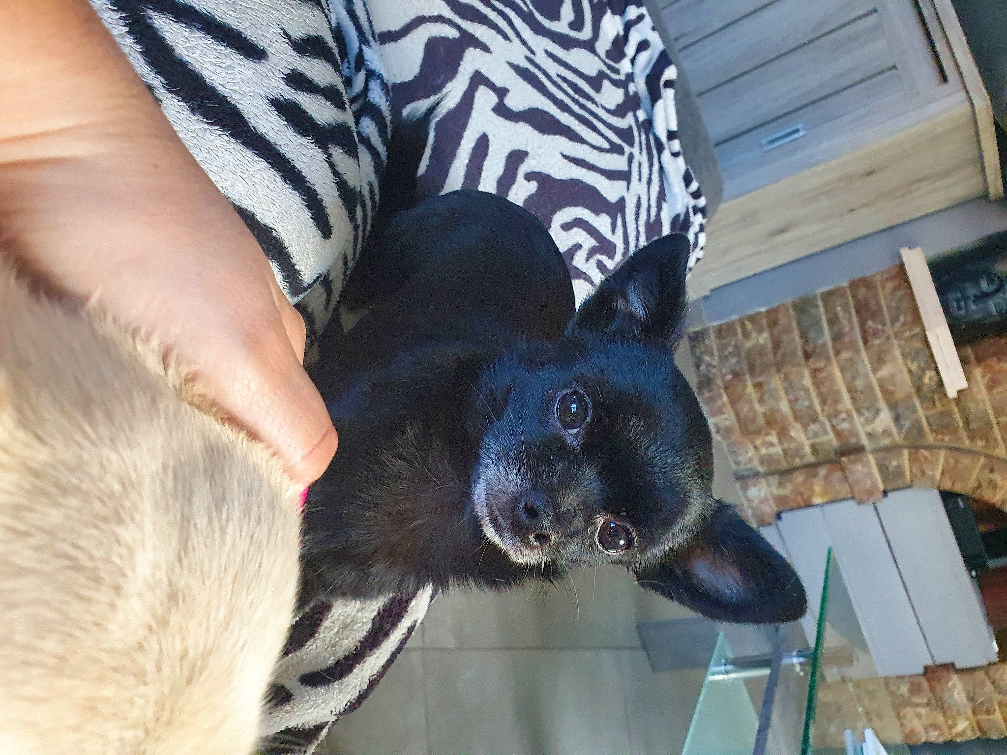 Layko participe au concours pour gagner de l'argent avec cette photo : canidae, carnivore, collar, companion_dog, dog, dog_breed, ear, electric_blue, fashion_accessory, fawn, felidae, fur, gesture, non_sporting_group, paw, snout, sporting_group, whiskers, working_animal