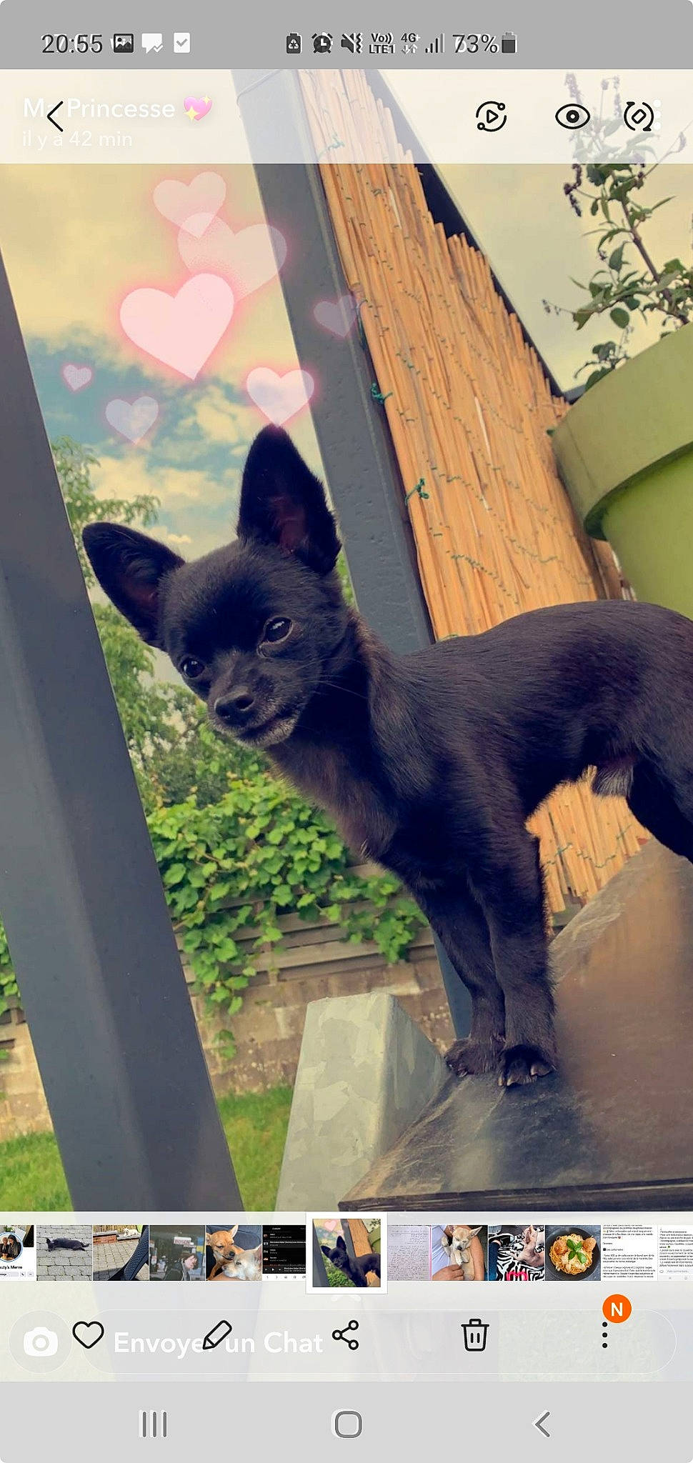 Layko a rejoint le concours — aidez-le/la à gagner de superbes lots ! black_cat, carnivore, cat, domestic_short_haired_cat, felidae, fur, grass, photo_caption, plant, screenshot, small_to_medium_sized_cats, snapshot, snout, square, tail, terrestrial_animal, whiskers, wildlife, window, wood