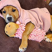 Kira participe au concours pour gagner de l'argent avec cette photo : puppy, dog, hoodie, pink, plush_toy, cushion, brown, indoor, pet, cute, sleepy, cozy, animal, resting, soft, toy, young, paw, fur, nose