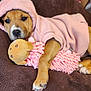 puppy, dog, hoodie, pink, plush_toy, cushion, brown, indoor, pet, cute, sleepy, cozy, animal, resting, soft, toy, young, paw, fur, nose