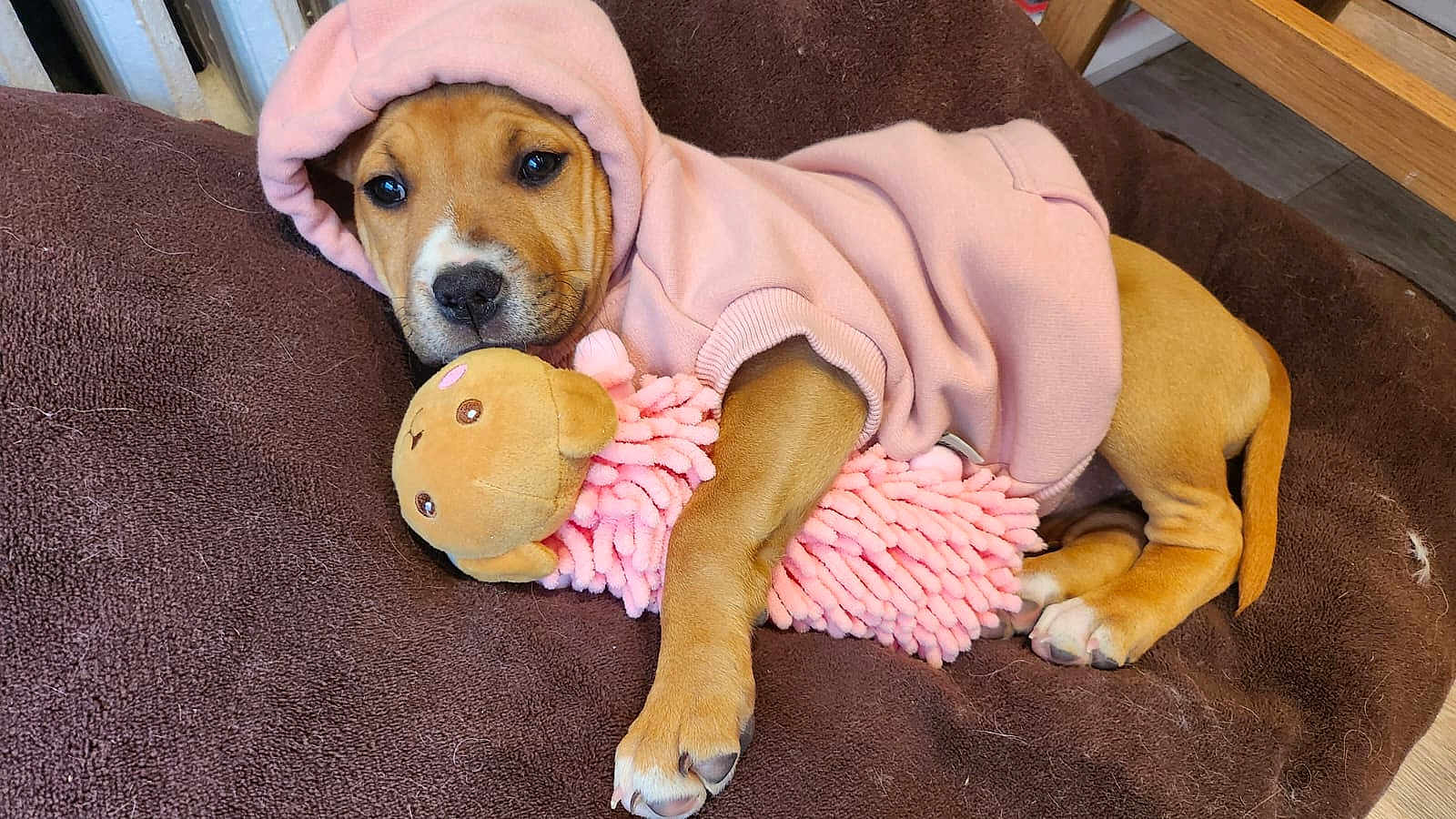 Kira participe au concours pour gagner de l'argent avec cette photo : puppy, dog, hoodie, pink, plush_toy, cushion, brown, indoor, pet, cute, sleepy, cozy, animal, resting, soft, toy, young, paw, fur, nose