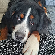 Mustang participe au concours pour gagner de l'argent avec cette photo : animal, bernese_mountain_dog, black_fur, brown_fur, closeup, companion, couch, cute, dog, fabric, face, floral_pattern, fur, indoor, looking_up, paw, pet, portrait, resting, white_fur