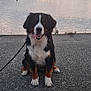 Mustang participe au concours pour gagner de l'argent avec cette photo : animal, bernese_mountain_dog, boats, calm, cloudy_sky, dog, happy, landscape, leash, marina, nature, outdoor, pavement, pet, reflection, sailboats, sitting, sunset, tongue_out, water
