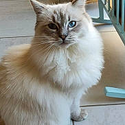 Ugo participe au concours pour gagner de l'argent avec cette photo : cat, blue_eyes, fluffy, cream_color, sitting, indoor, tile_floor, feline, pet, whiskers, ears, fur, looking_at_camera, chair, home, domestic_animal, calm, close_up, portrait, animal