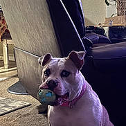 Luna is registered to the contest to win money with this photo: dog, ball, indoor, living_room, leather_chair, carpet, plant, collar, pet, playful, fur, canine, toy, home, animal, sitting, retriever, attention, light, shadow