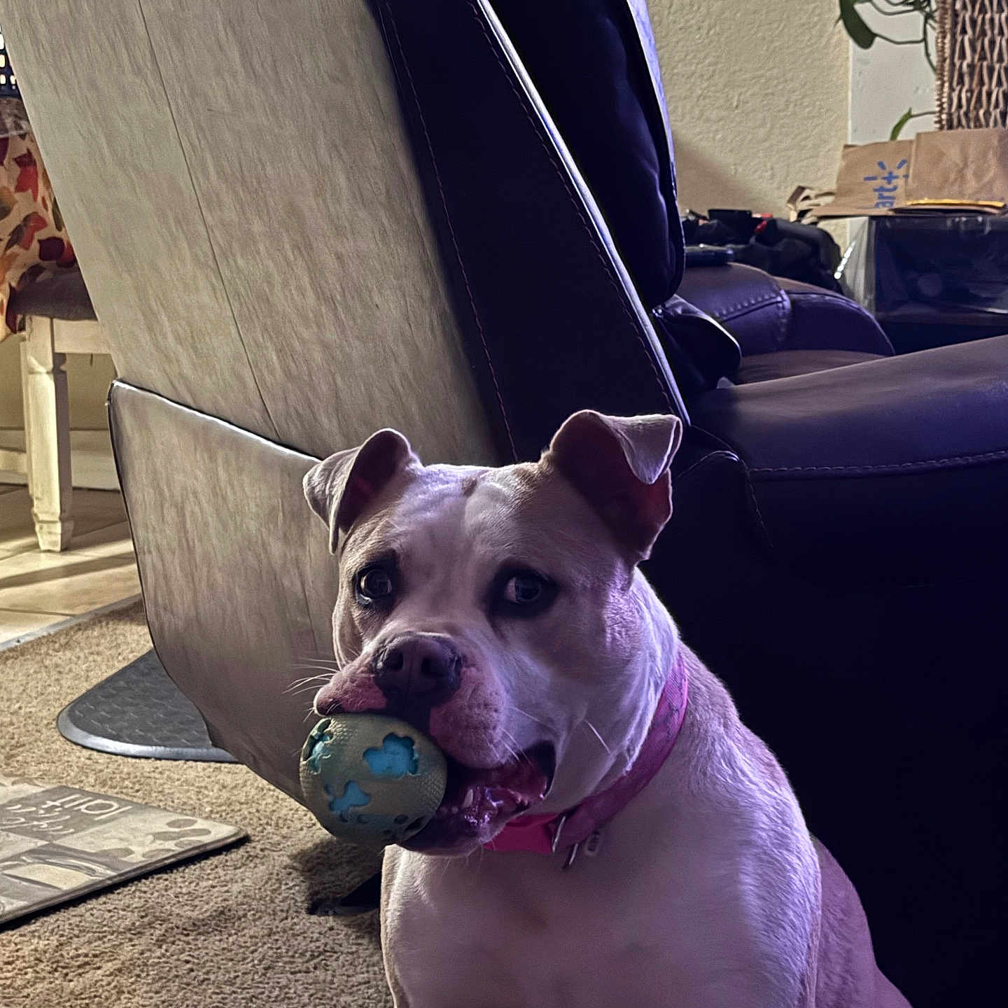 Luna is registered to the contest to win money with this photo: dog, ball, indoor, living_room, leather_chair, carpet, plant, collar, pet, playful, fur, canine, toy, home, animal, sitting, retriever, attention, light, shadow