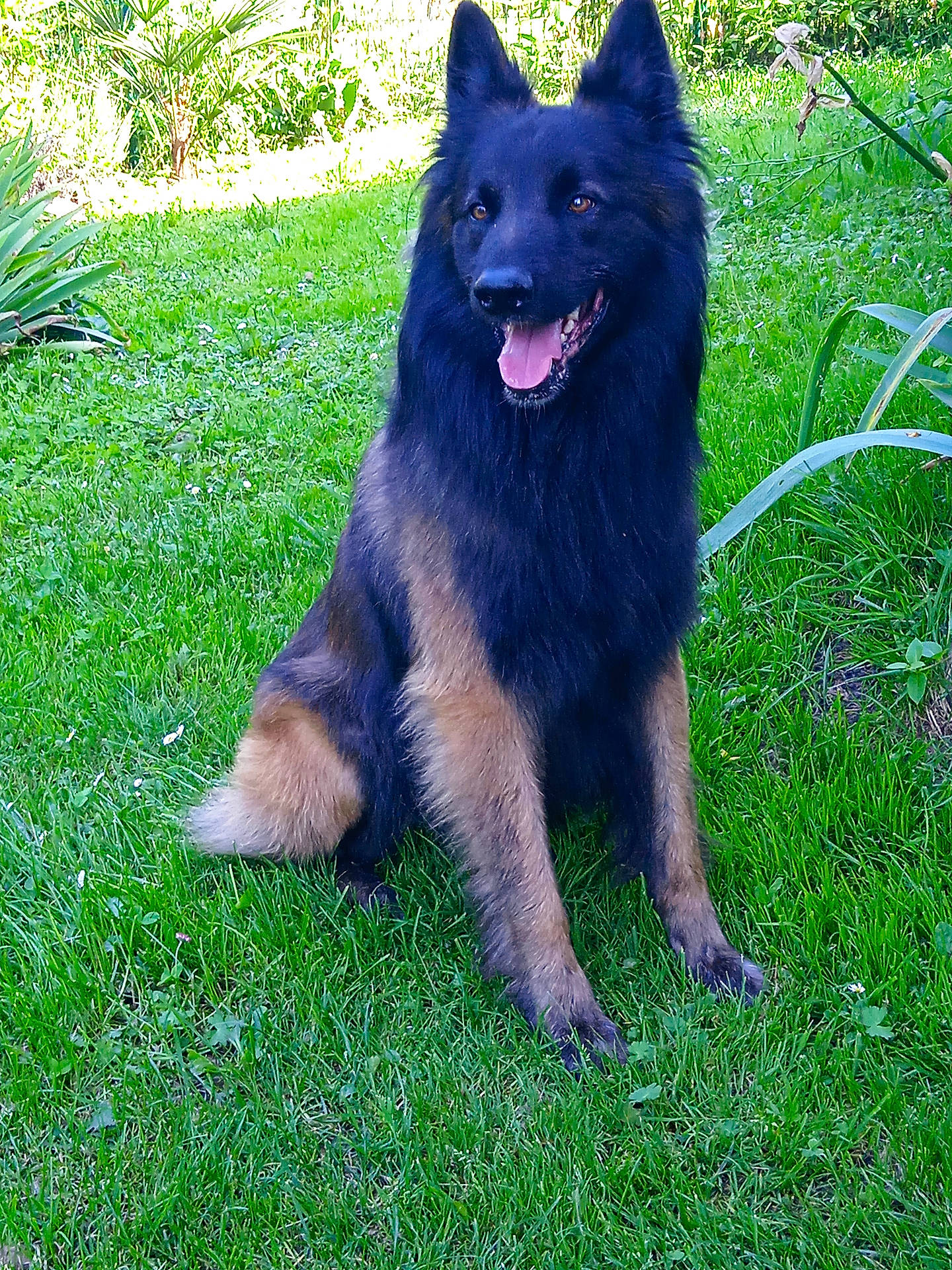 animal, black_dog, brown_dog, canine, dog, ears_up, friendly, fur, garden, german_shepherd, grass, happy, mammal, nature, outdoor, pet, playful, sitting, sunlight, tongue_out