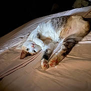 Cannelle a rejoint le concours — aidez-le/la à gagner de superbes lots ! cat, bed, paw, fur, indoor, animal, pet, stretching, pink_paw_pads, relaxed, cute, feline, cozy, curious, whiskers, lying_down, soft, domestic, sleepy, resting