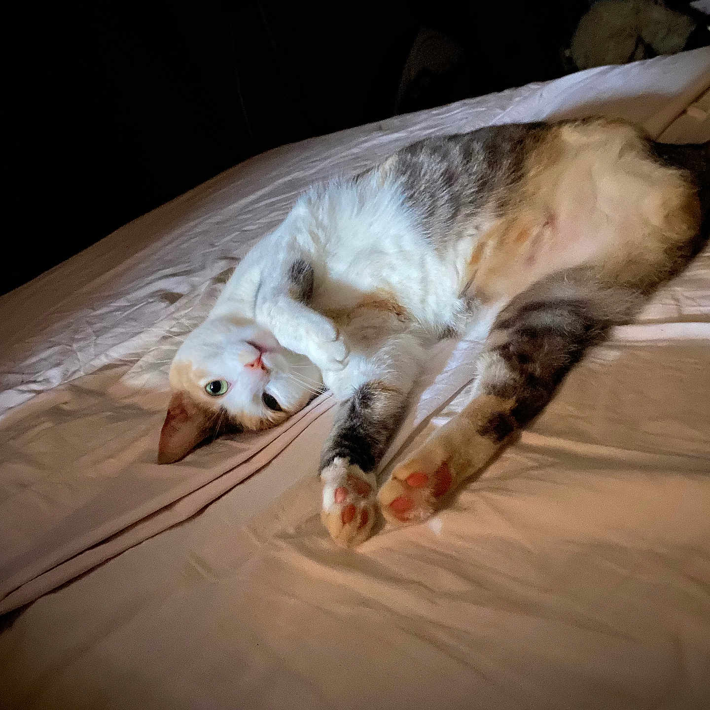 Cannelle a rejoint le concours — aidez-le/la à gagner de superbes lots ! cat, bed, paw, fur, indoor, animal, pet, stretching, pink_paw_pads, relaxed, cute, feline, cozy, curious, whiskers, lying_down, soft, domestic, sleepy, resting