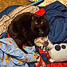 Cleo joined the competition — help win amazing prizes! black_cat, cat, bed, blanket, plush_toy, cartoon_print, indoor, feline, pet, fur, yellow_eyes, resting, cozy, colorful, fabric, comfort, animal, cute, domestic_cat, soft