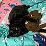 black_cat, stuffed_toy, bed, bedding, colorful, tropical_pattern, cartoon_pattern, green_eyes, pet, animal, indoor, relaxed, fur, toy, sleeping_area, comfort, cute, domestic_cat, resting, feline
