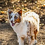 Remi joined the competition — help win amazing prizes! dog, australian_shepherd, heterochromia, outdoor, sunlight, dirt_path, happy, tongue_out, ears_up, animal, pet, mammal, walking, nature, fur, standing, brown, white, spotted, canine