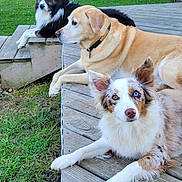 Remi joined the competition — help win amazing prizes! dog, dogs, outdoor, wooden_deck, grass, greenery, heterochromia, fur, pet, animal, relaxing, nature, canine, daylight, three_animals, ears, collar, looking, resting, portrait