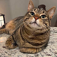 Luna is registered to the contest to win money with this photo: cat, tabby, pet, animal, feline, indoor, countertop, granite, whiskers, ears, eyes, relaxed, domestic, cute, mammal, fur, closeup, portrait, curious, resting