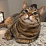 cat, tabby, pet, animal, feline, indoor, countertop, granite, whiskers, ears, eyes, relaxed, domestic, cute, mammal, fur, closeup, portrait, curious, resting
