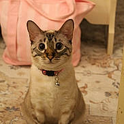 Gingie is registered to the contest to win money with this photo: animal, bag, bell, cat, collar, curious, cute, domestic, ears, feline, floor, fur, indoor, mammal, pet, pink_bag, rug, sitting, whiskers, wide_eyes