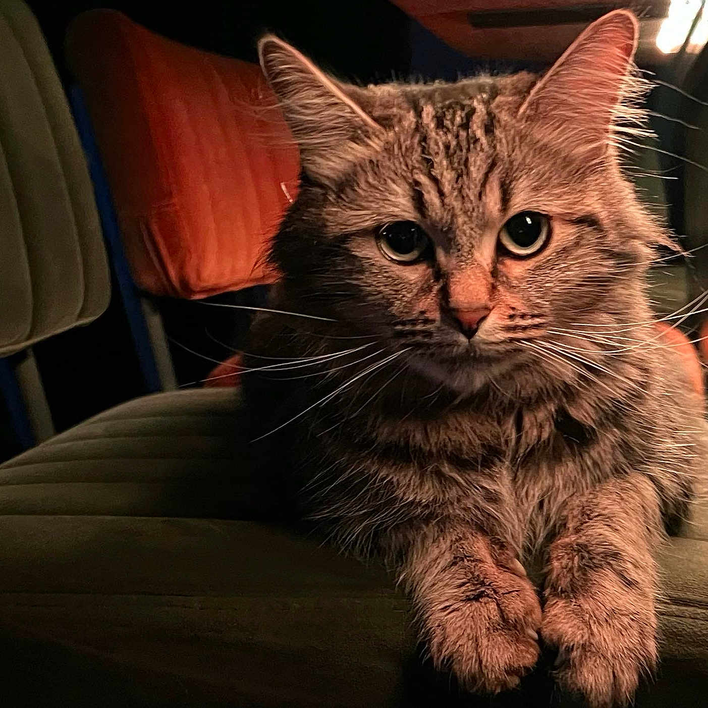 Bella is registered to the contest to win money with this photo: animal, cat, chair, closeup, cozy, cushion, domestic, ears, feline, fur, indoor, mammal, paws, pet, portrait, relaxed, seated, soft_lighting, tabby, whiskers