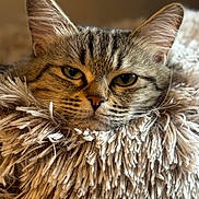 Bella joined the competition — help win amazing prizes! cat, tabby, close_up, fluffy, fur, cozy, indoor, resting, sleepy, pet, animal, mammal, whiskers, ears, face, wood_floor, texture, beige, cute, domestic