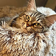 Bella is registered to the contest to win money with this photo: animal, cat, closeup, cozy, cute, ears, fluffy_bed, fur, green_eyes, indoor, pet, portrait, relaxed, resting, sleepy, soft_texture, striped, tabby, whiskers, wooden_floor