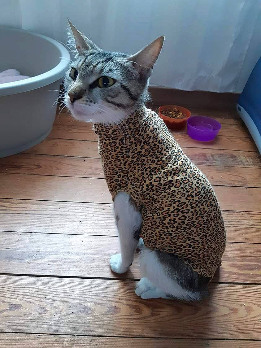 Miracle a rejoint le concours — aidez-le/la à gagner de superbes lots ! carnivoran, cat, cat_like_mammal, domestic_short_haired_cat, egyptian_mau, fauna, fur, kitten, small_to_medium_sized_cats, snout, tabby_cat, whiskers