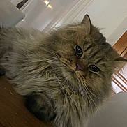 Marley participe au concours pour gagner de l'argent avec cette photo : abyssinian, angora, animal, bodypart, brasssection, cat, closet, couch, cupboard, furniture, hardwood, horn, indoors, kitten, manx, musicalinstrument, pet, plywood, siamese, wood