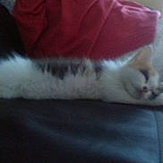 Mitsy participe au concours pour gagner de l'argent avec cette photo :