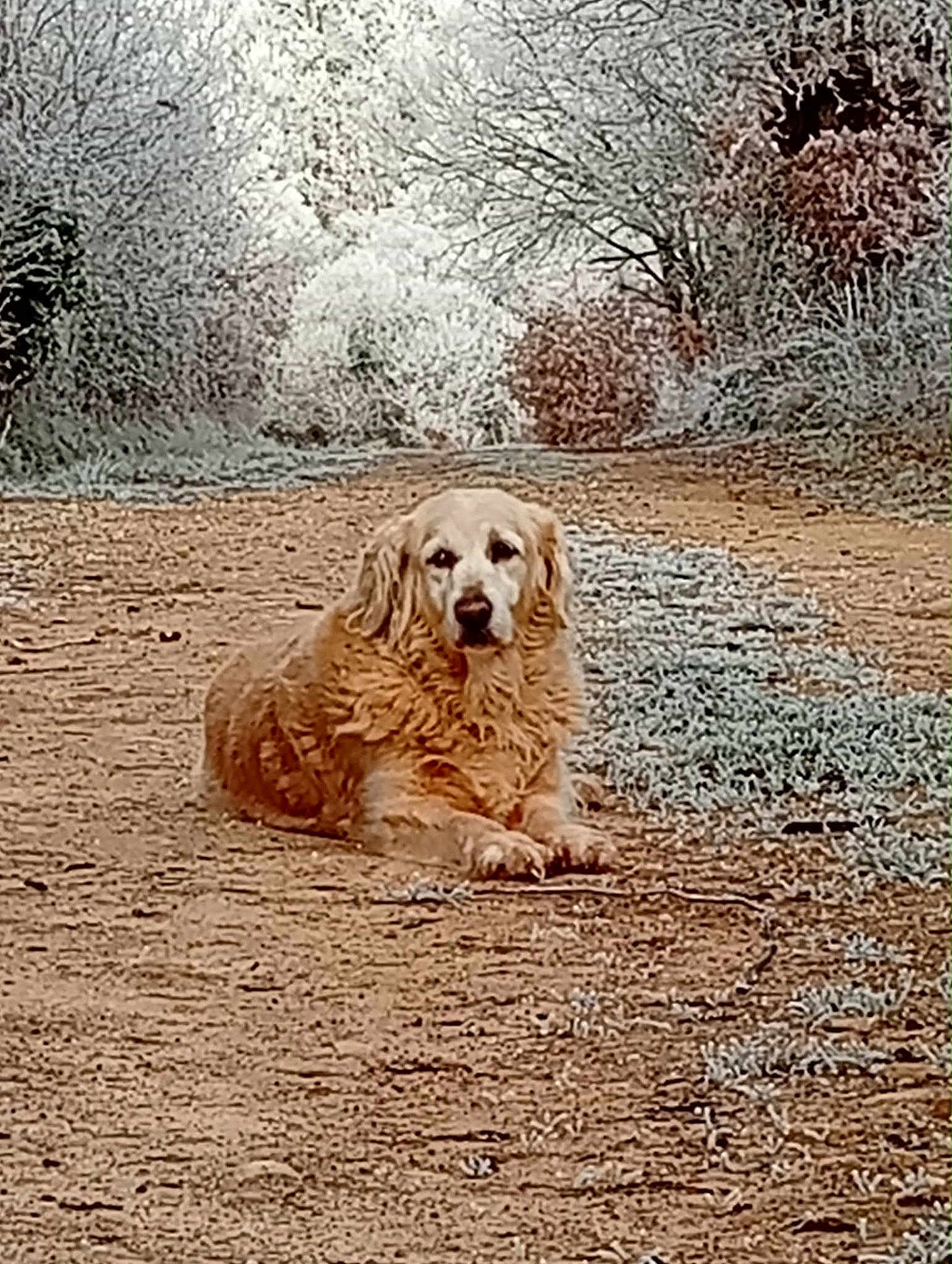 Ella a rejoint le concours — aidez-le/la à gagner de superbes lots ! dog, golden_retriever, lying_down, path, frost, winter, trees, outdoor, nature, calm, animal, fur, canine, ground, forest, cold, scenic, daytime, walking_trail, quiet