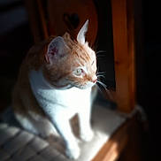Soleil a rejoint le concours — aidez-le/la à gagner de superbes lots ! cat, orange_cat, white_cat, chair, wooden_chair, cushion, sunlight, shadow, indoor, pet, feline, sitting, fur, whiskers, closeup, domestic_animal, animal, quiet, still_life, daylight