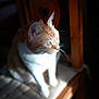 cat, orange_cat, white_cat, chair, wooden_chair, cushion, sunlight, shadow, indoor, pet, feline, sitting, fur, whiskers, closeup, domestic_animal, animal, quiet, still_life, daylight