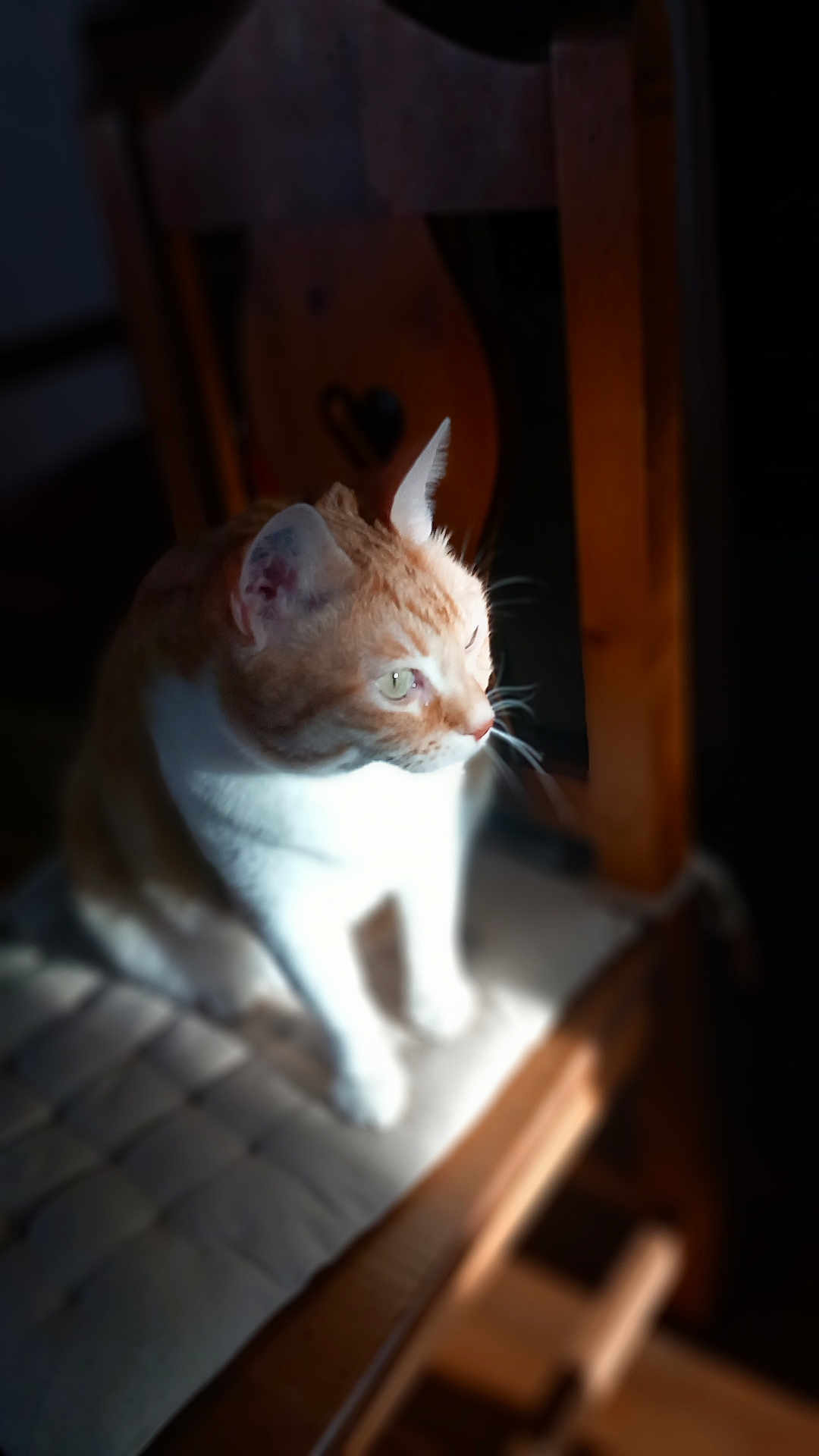 Soleil a rejoint le concours — aidez-le/la à gagner de superbes lots ! cat, orange_cat, white_cat, chair, wooden_chair, cushion, sunlight, shadow, indoor, pet, feline, sitting, fur, whiskers, closeup, domestic_animal, animal, quiet, still_life, daylight