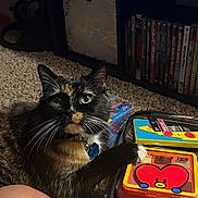 Tipsy is registered to the contest to win money with this photo: cat, calico, pet, paw, carpet, dvd, shelf, indoor, furniture, curious, green_eyes, closeup, colorful, plastic_case, human, knee, room, collection, animal, domestic