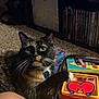 cat, calico, pet, paw, carpet, dvd, shelf, indoor, furniture, curious, green_eyes, closeup, colorful, plastic_case, human, knee, room, collection, animal, domestic