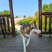 Apollo joined the competition — help win amazing prizes! dog, siberian_husky, canine, pet, outdoor, wooden_porch, harness, tongue_out, summer, sunny, flowers, greenery, nature, blue_sky, wooden_posts, animal, walking, leash, daytime, happy_dog