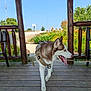 dog, siberian_husky, canine, pet, outdoor, wooden_porch, harness, tongue_out, summer, sunny, flowers, greenery, nature, blue_sky, wooden_posts, animal, walking, leash, daytime, happy_dog