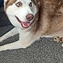 Apollo is registered to the contest to win money with this photo: dog, husky, blue_eyes, pet, canine, indoor, carpet, lying_down, happy, tongue_out, fur, animal, mammal, close_up, portrait, face, paw, smiling, domestic_animal, brown_and_white