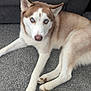 Apollo is registered to the contest to win money with this photo: dog, siberian_husky, blue_eyes, carpet, indoor, pet, lying_down, furniture, canine, animal, fur, tail, ears, nose, paw, looking, resting, household, domestic_animal, companion