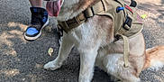 Apollo is registered to the contest to win money with this photo: dog, siberian_husky, blue_eyes, harness, leash, outdoor, paved_path, person, shorts, sneakers, shadow, sunlight, nature, pet, animal, canine, tongue_out, walking, summer, park