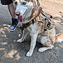 dog, siberian_husky, blue_eyes, harness, leash, outdoor, paved_path, person, shorts, sneakers, shadow, sunlight, nature, pet, animal, canine, tongue_out, walking, summer, park