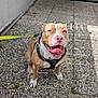 dog, pet, happy, panting, harness, leash, outdoor, sunlight, smiling, canine, sitting, brown_and_white, tongue_out, friendly, animal, companion, pavement, daylight, playful, cute