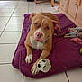 dog, toy, purple_mat, indoor, tile_floor, brown_dog, white_paws, chewed_ball, stuffed_toy, wooden_furniture, pet, playful, resting, animal, domestic, canine, flooring, comfort, cute, home