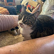 Matcha is registered to the contest to win money with this photo: arm, cat, chair, comfort, cozy, curious, domestic, floor, fur, home, household_items, indoor, leg, natural_light, person, pet, relaxing, tabby_cat, whiskers, window