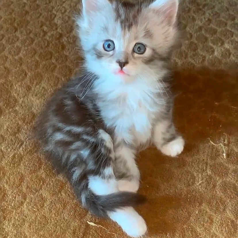 Pepette participe au concours pour gagner de l'argent avec cette photo : animal, blue_eyes, carpet, cat, closeup, curious, cute, domestic, fluffy, fur, gray, indoor, kitten, looking, pet, sitting, small, whiskers, white, young