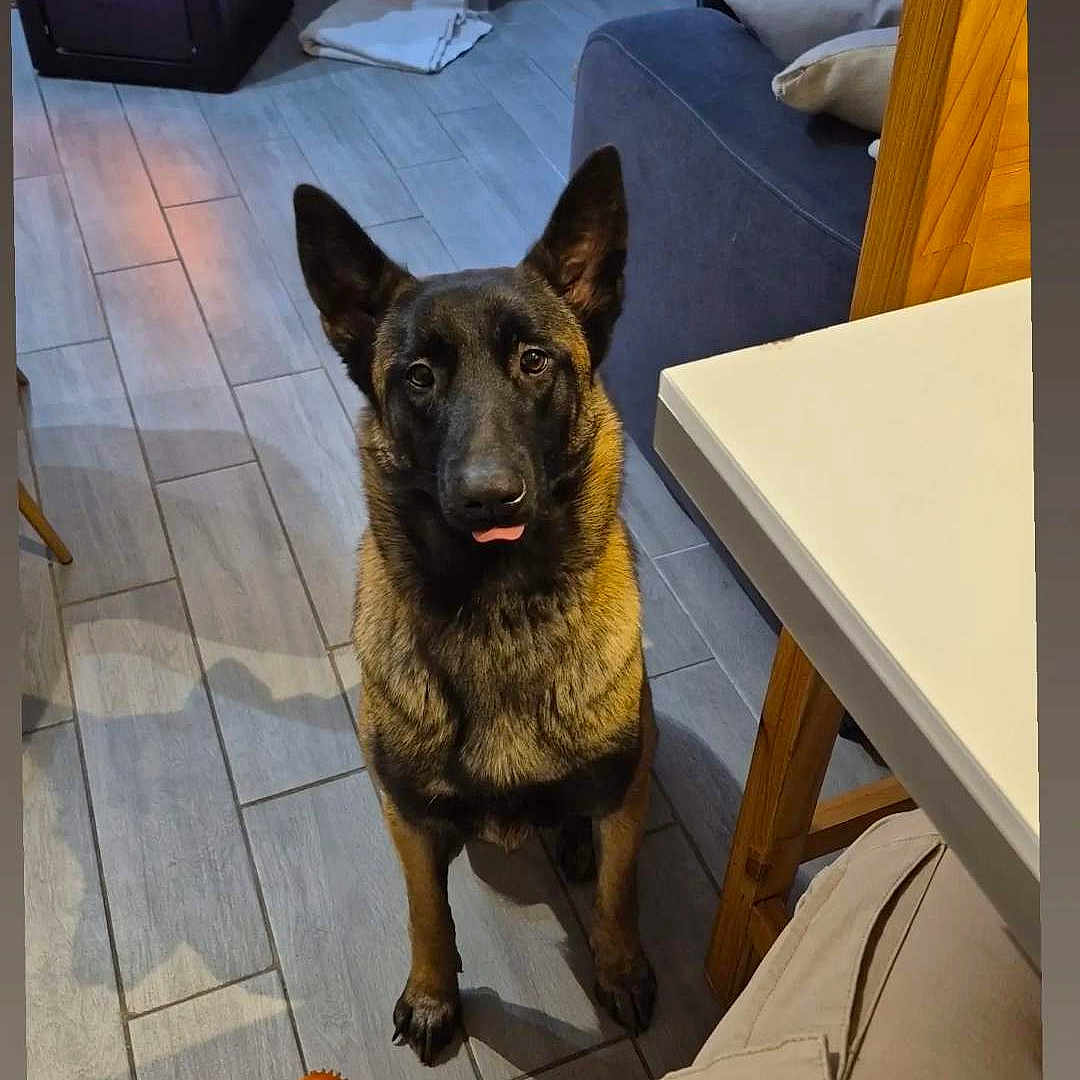 Urka a rejoint le concours — aidez-le/la à gagner de superbes lots ! animal, architecture, ball, canine, dog, fireplace, furniture, germanshepherd, indoors, interiordesign, lamp, maceclub, pet, sport, table, tennis, tennisball, toy, weapon, wood