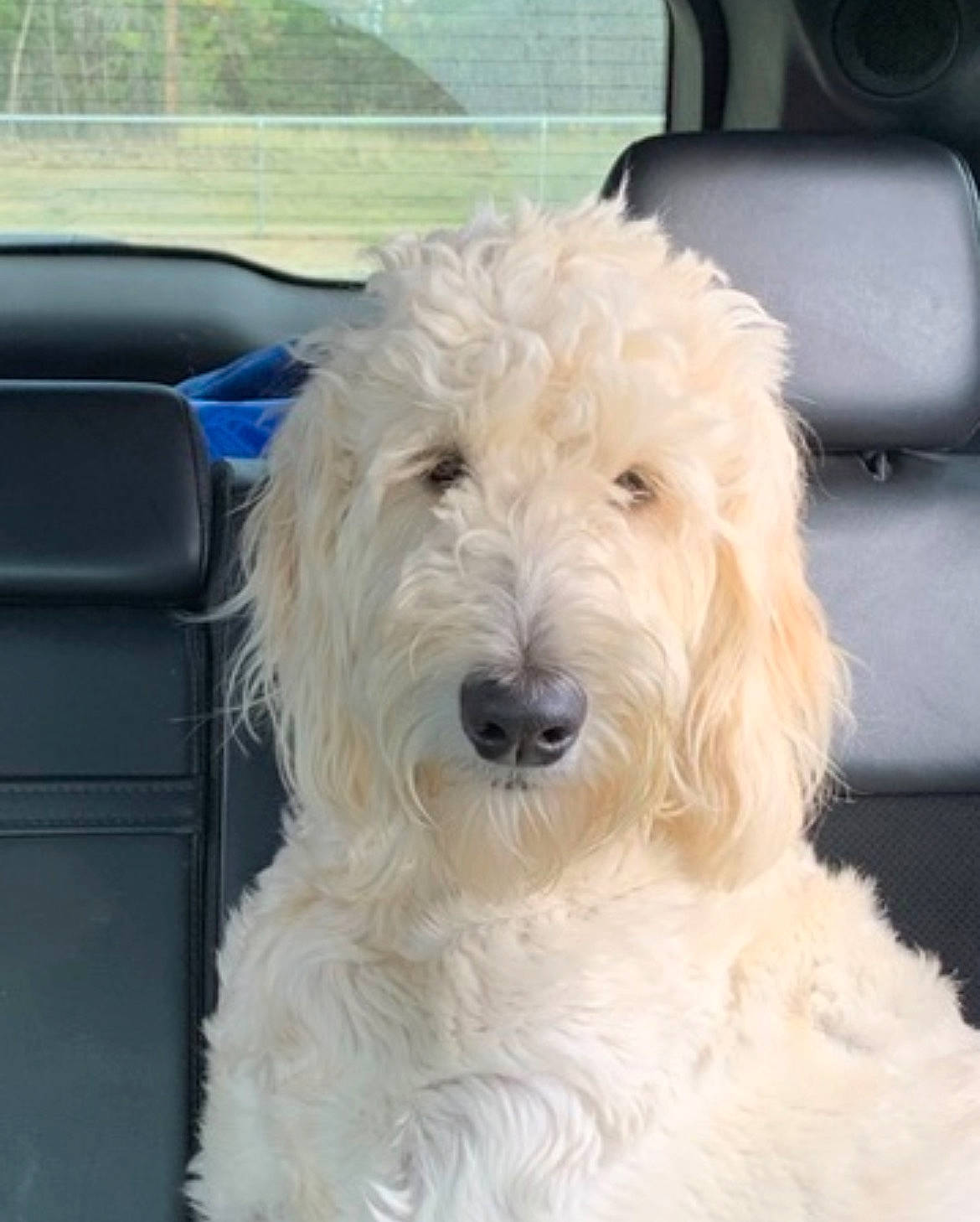 Alli is registered to the contest to win money with this photo: canidae, car, car_seat, carnivore, companion_dog, dog, dog_breed, dog_collar, fur, giant_dog_breed, goldendoodle, labradoodle, small_terrier, snout, sporting_group, terrier, toy_dog, vehicle_door, water_dog, working_animal