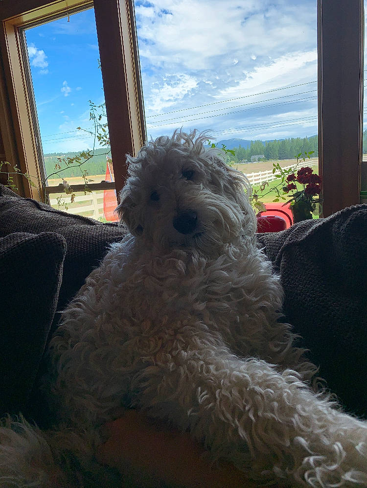 Alli is registered to the contest to win money with this photo: canidae, carnivore, chair, cloud, companion_dog, dog, dog_breed, home, labradoodle, plant, poodle, shade, sky, small_terrier, snout, sporting_group, terrier, toy_dog, water_dog, window