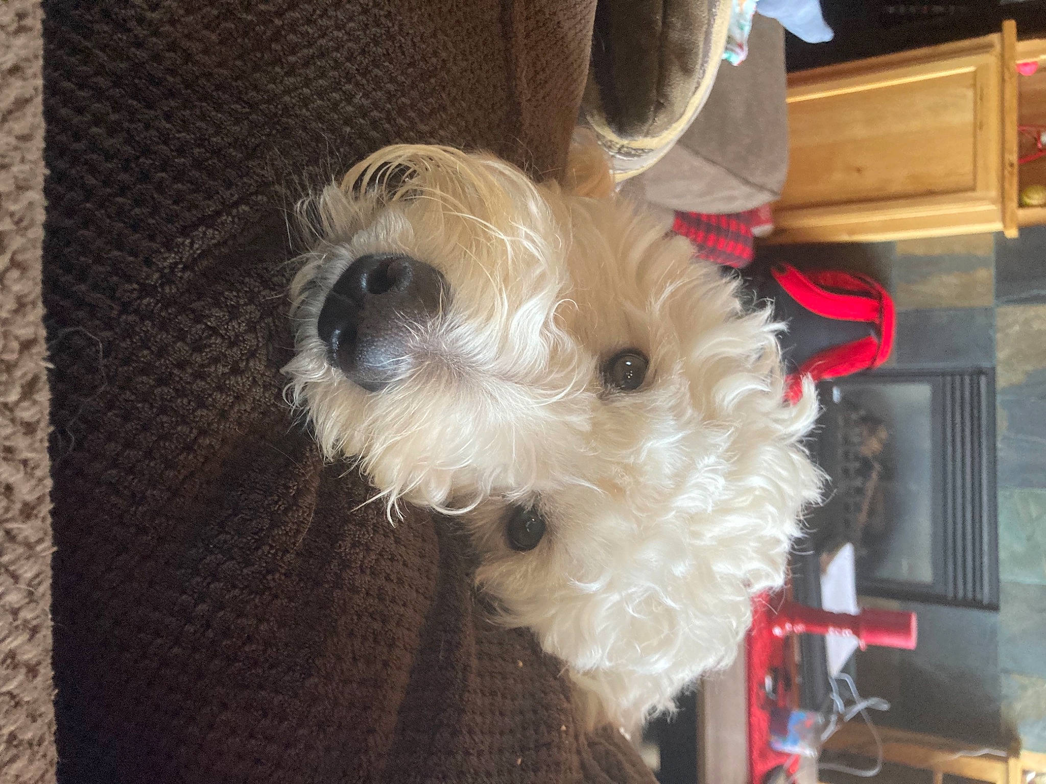 Alli joined the competition — help win amazing prizes! canidae, carnivore, companion_dog, dog, dog_breed, dog_collar, dog_supply, flooring, fur, non_sporting_group, pet_supply, poodle_crossbreed, schnauzer, small_terrier, snout, sporting_group, terrier, toy_dog, working_animal