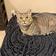 Pepper joined the competition — help win amazing prizes! animal, black_blanket, blanket, cat, closeup, cozy, curious, domestic_cat, ears, feline, fur, green_eyes, indoor, looking_at_camera, paw, pet, resting, tabby, texture, whiskers