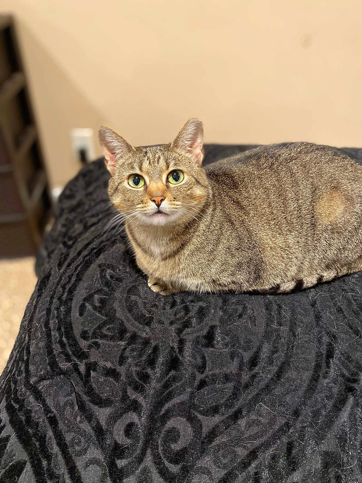 Pepper